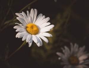 white and yellow daisy thumbnail