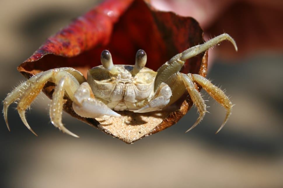 brown crab preview