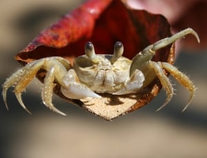brown crab thumbnail