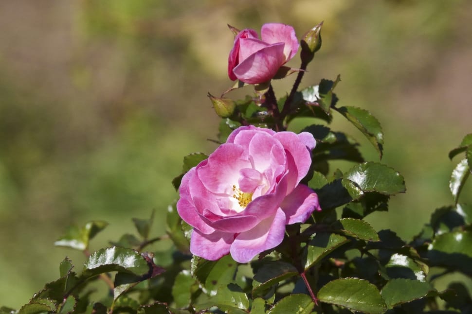 Rose Bloom, Rose Family, Flower, Rose, flower, petal free image | Peakpx