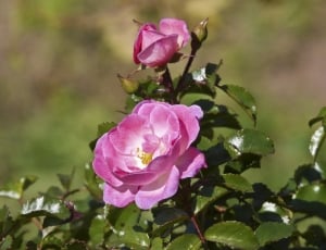 Rose Bloom, Rose Family, Flower, Rose, flower, petal thumbnail