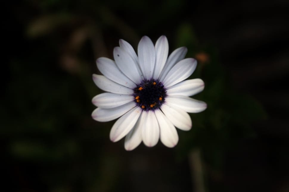 close up photo of white petal flower preview
