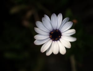 close up photo of white petal flower thumbnail