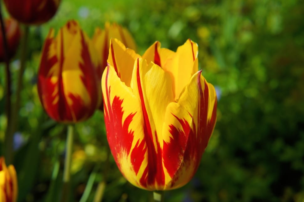 Blossom, Tulip, Red Yellow, Bloom, flower, nature preview