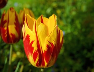 Blossom, Tulip, Red Yellow, Bloom, flower, nature thumbnail