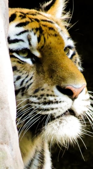 brown and white tiger thumbnail
