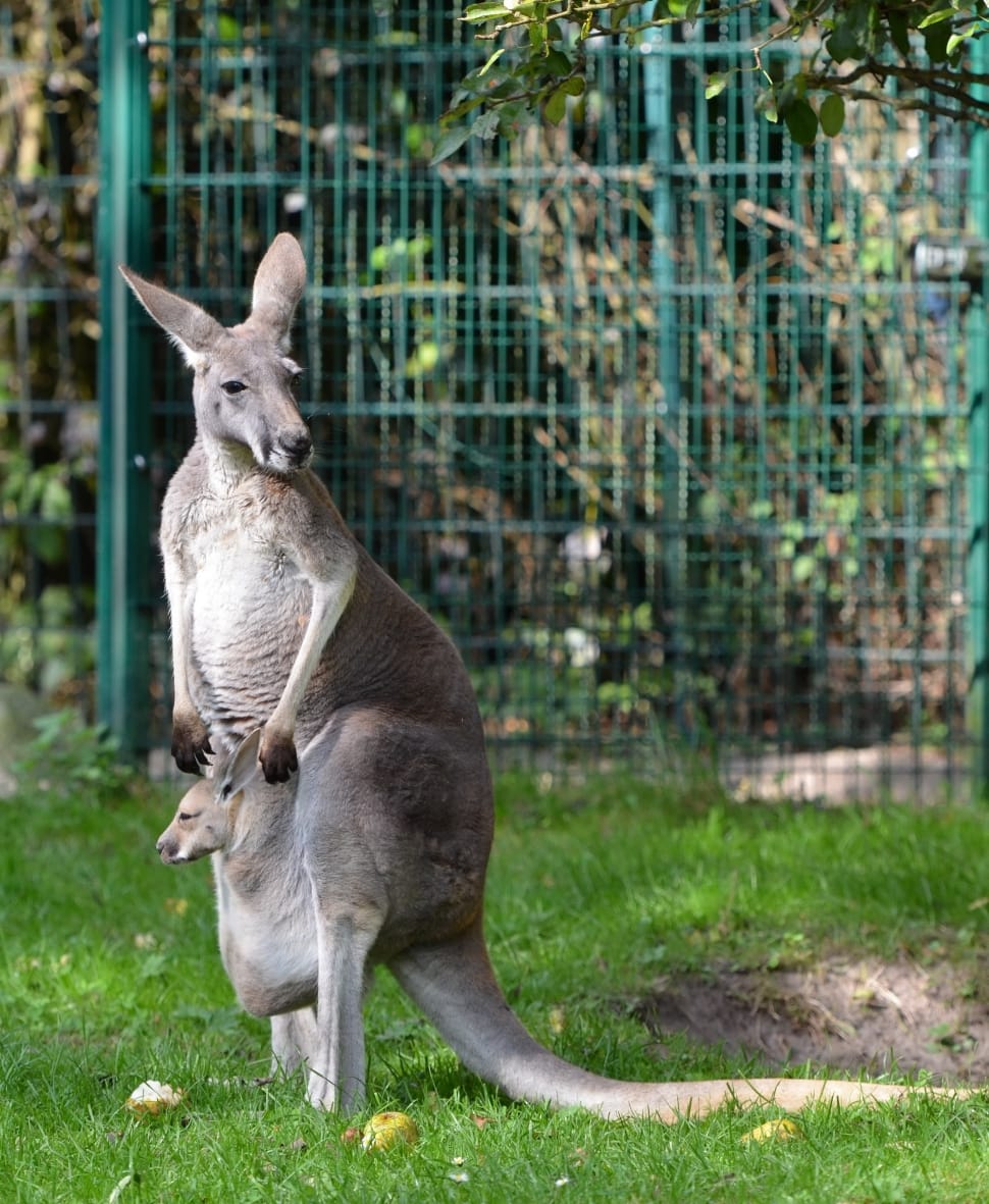 gray kangaroo on green grass field during daytime preview