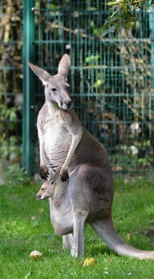 gray kangaroo on green grass field during daytime thumbnail