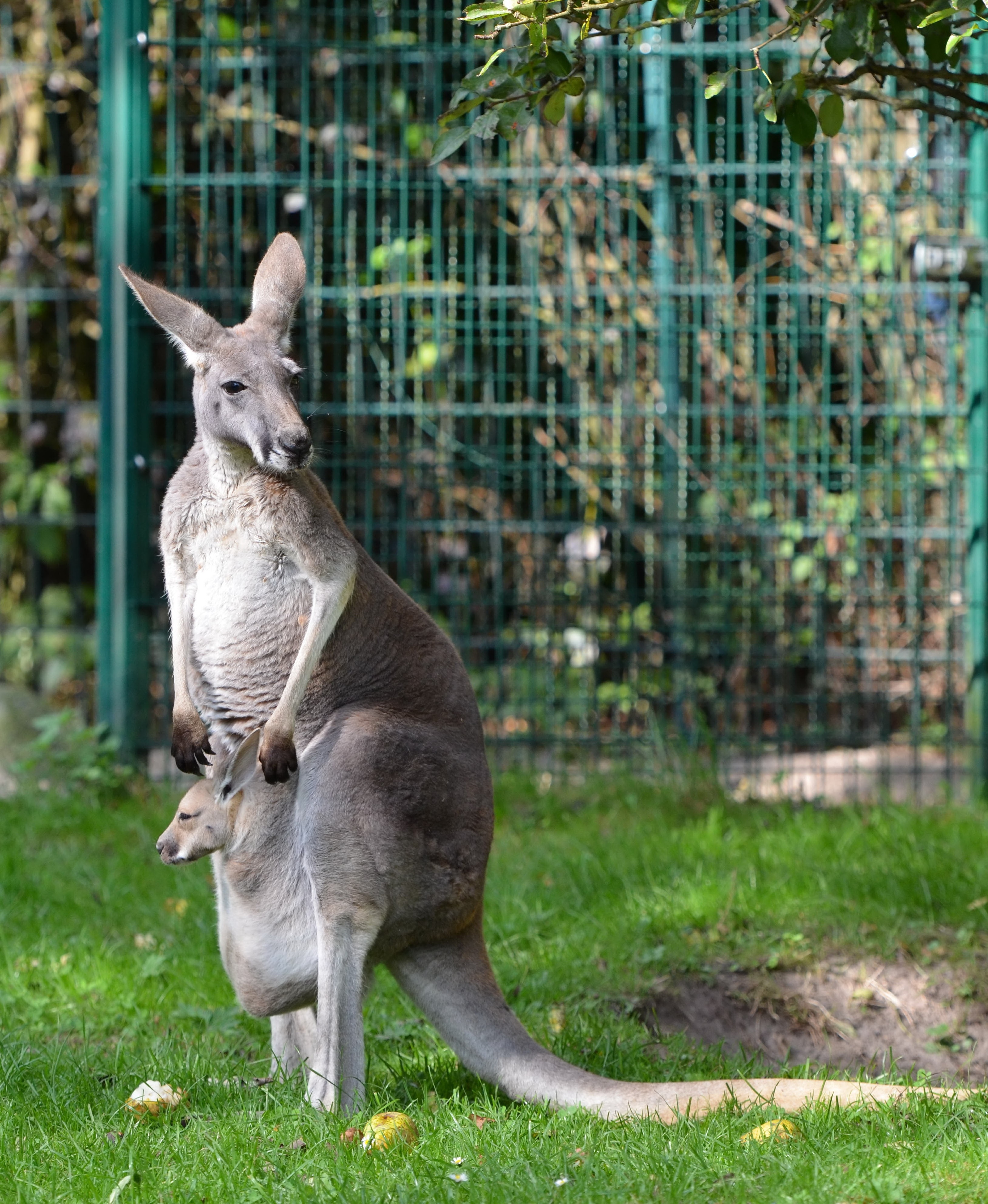 gray kangaroo on green grass field during daytime