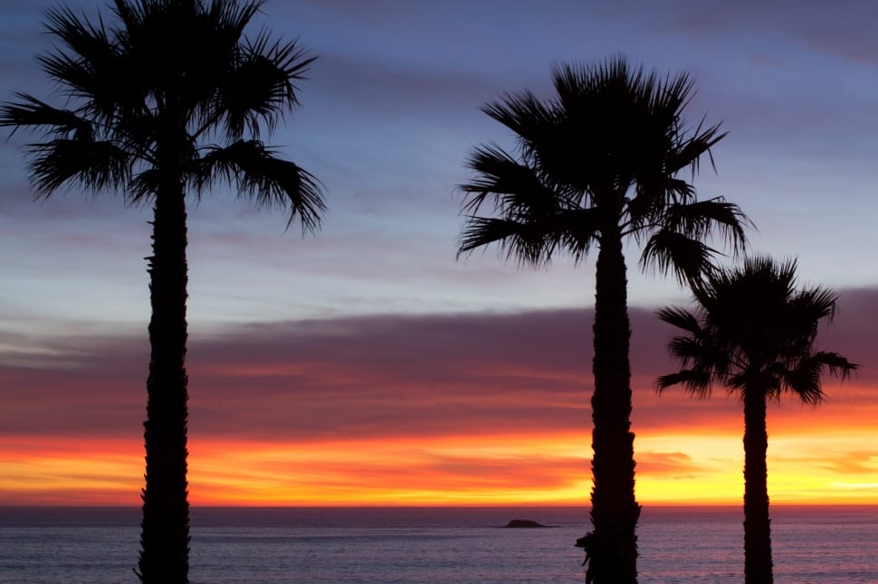 three coconut tree in golden hour preview