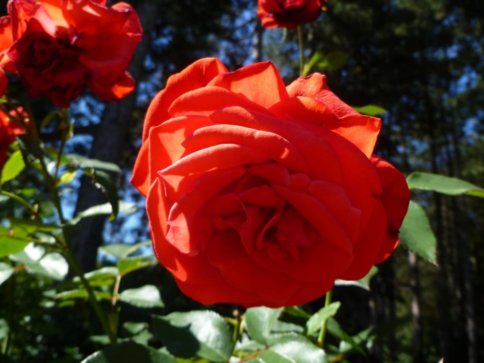 red rose plant preview