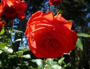red rose plant thumbnail