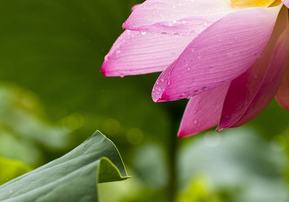 pink petaled flower preview