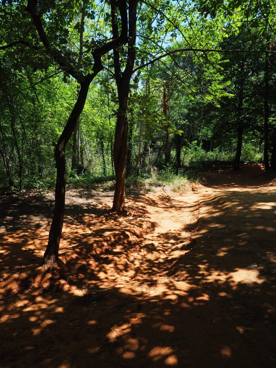 Sand Road, Road Dust, Forest, Nature, tree, forest preview
