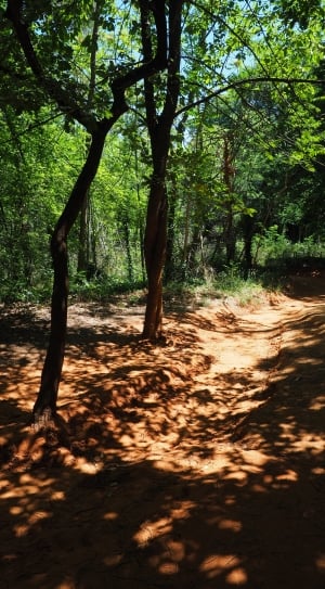 Sand Road, Road Dust, Forest, Nature, tree, forest thumbnail