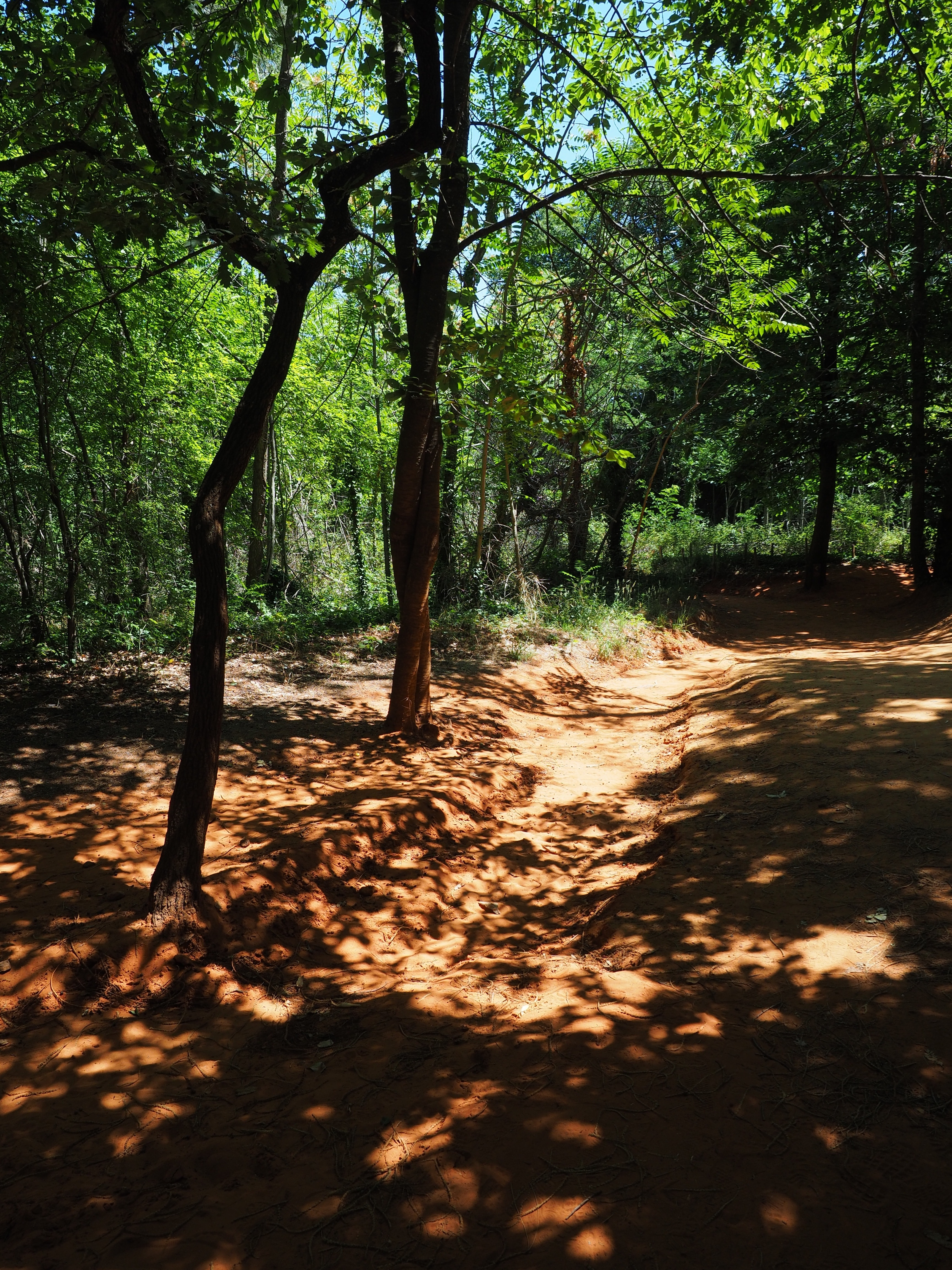 Sand Road, Road Dust, Forest, Nature, tree, forest