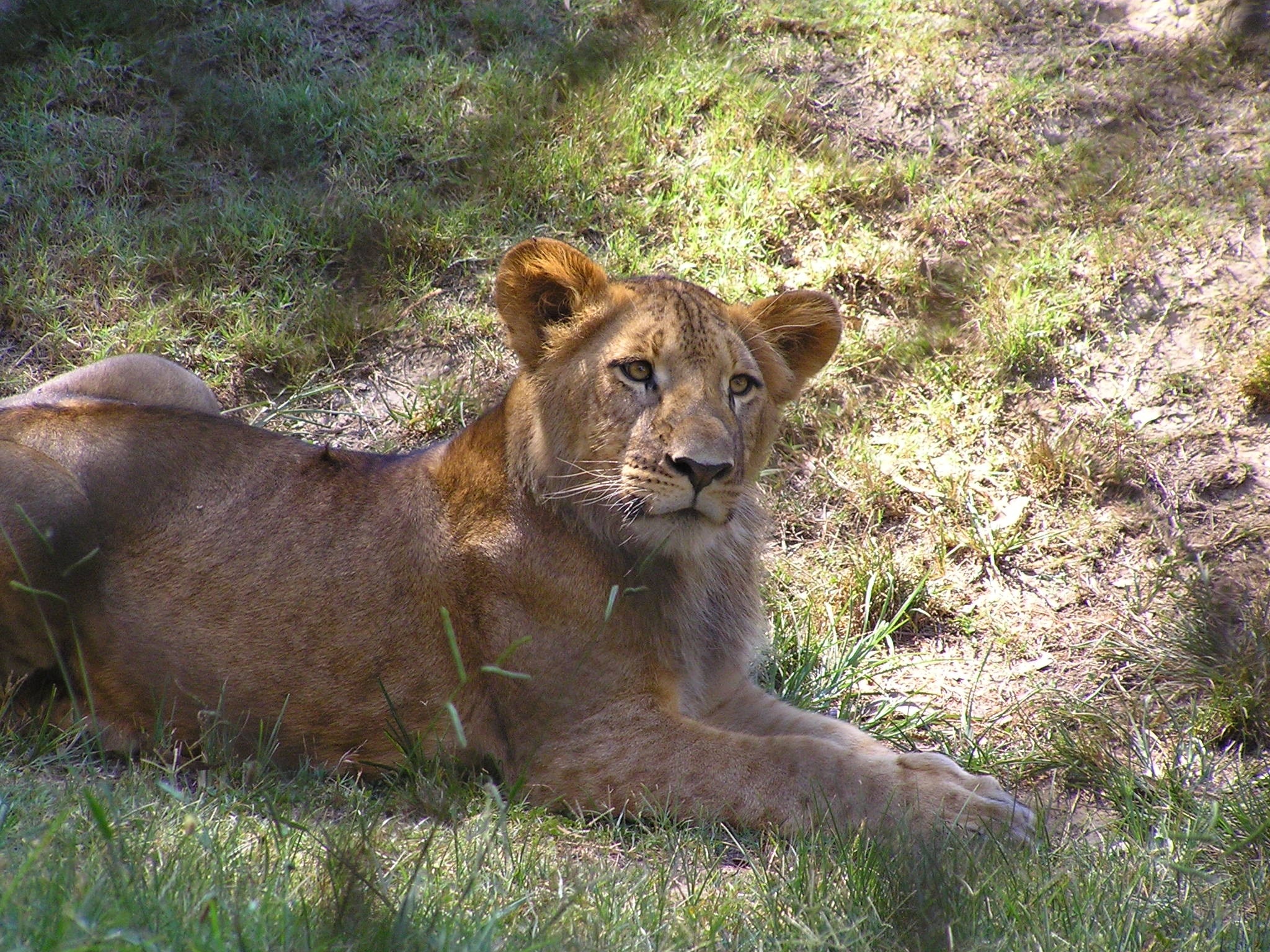 adult lioness