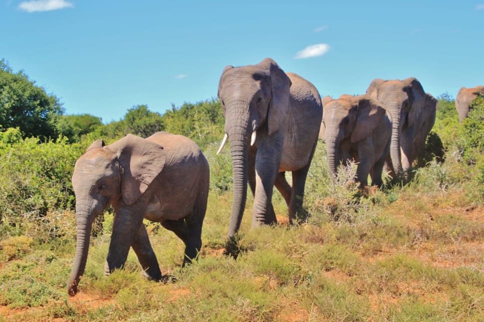 herd of elephants preview