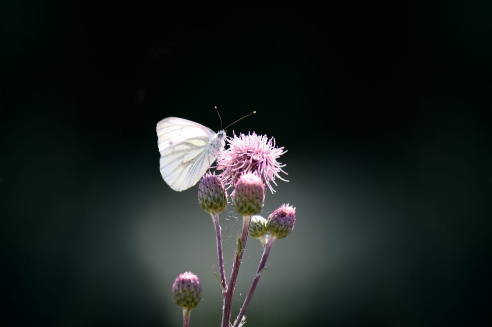 white butterfly and pink flower bud preview