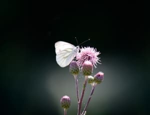 white butterfly and pink flower bud thumbnail