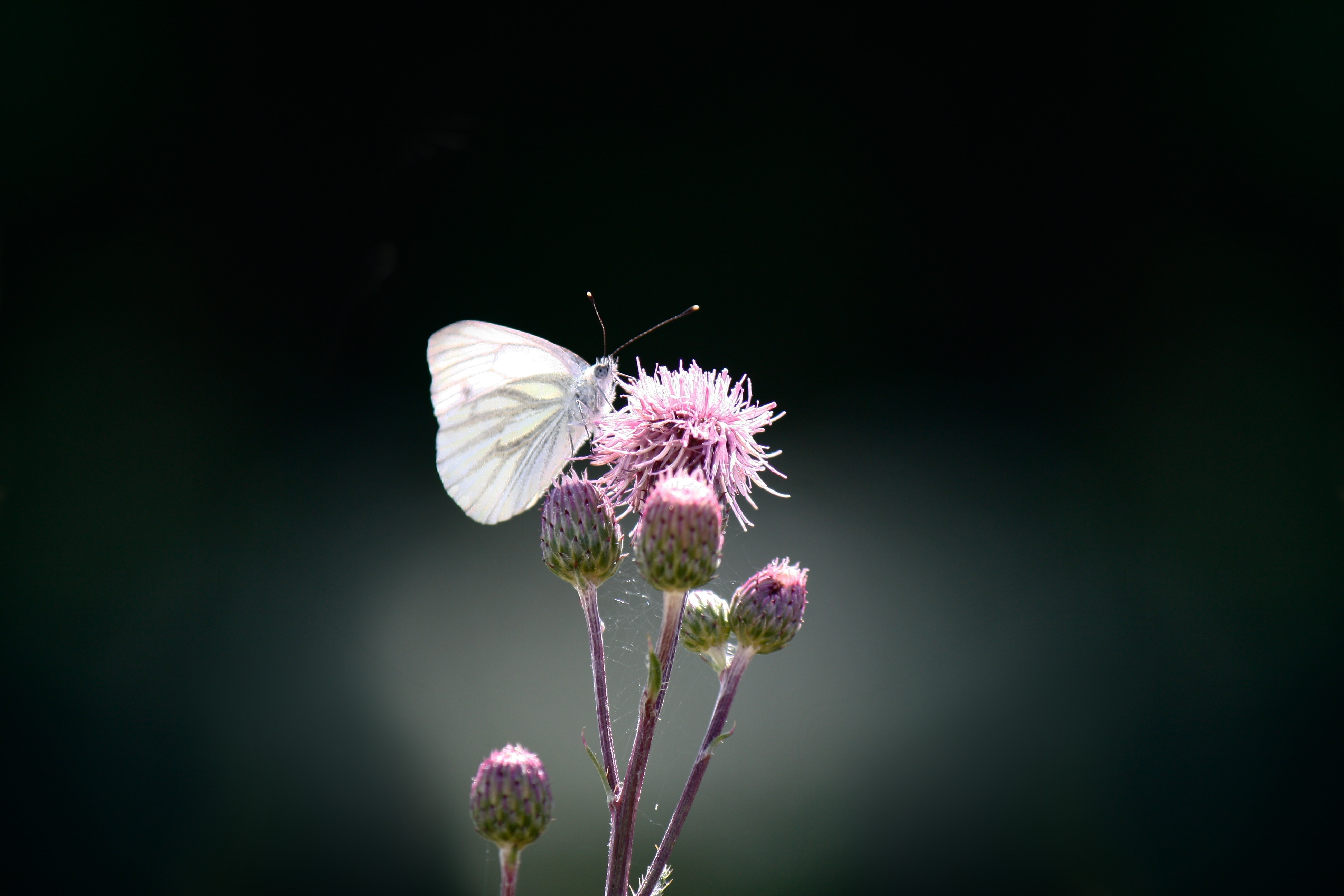 white butterfly and pink flower bud
