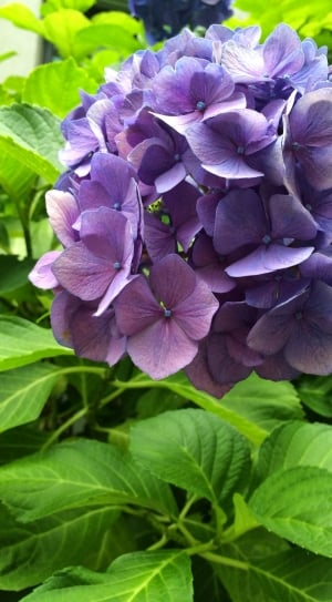 Purple, Bloom, Blossom, Hydrangea, leaf, purple thumbnail