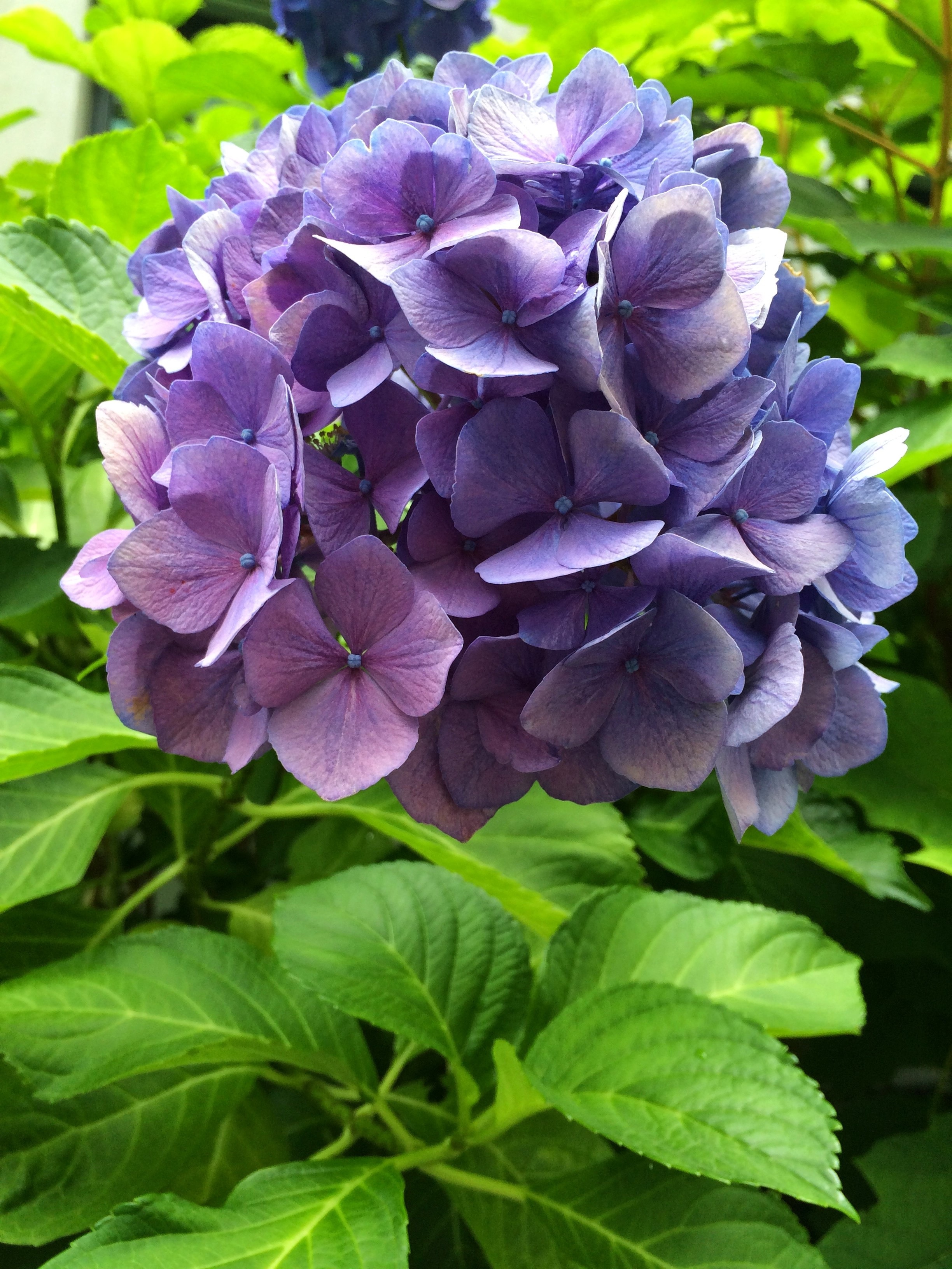 Purple, Bloom, Blossom, Hydrangea, leaf, purple
