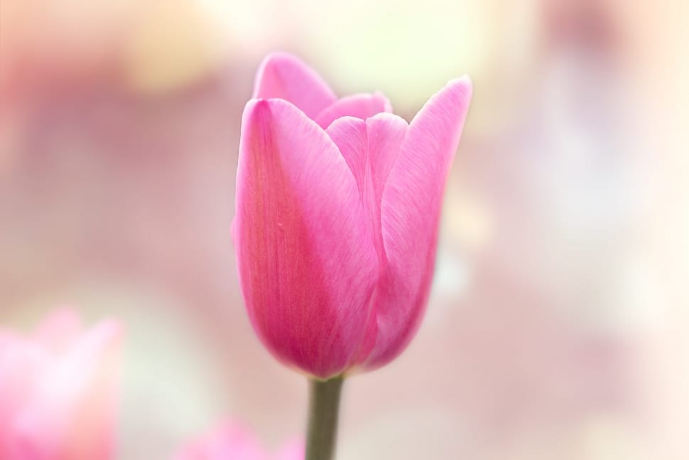 Flower, Pink, Bloom, Blossom, Tulip, flower, nature preview