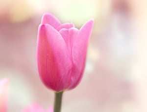 Flower, Pink, Bloom, Blossom, Tulip, flower, nature thumbnail