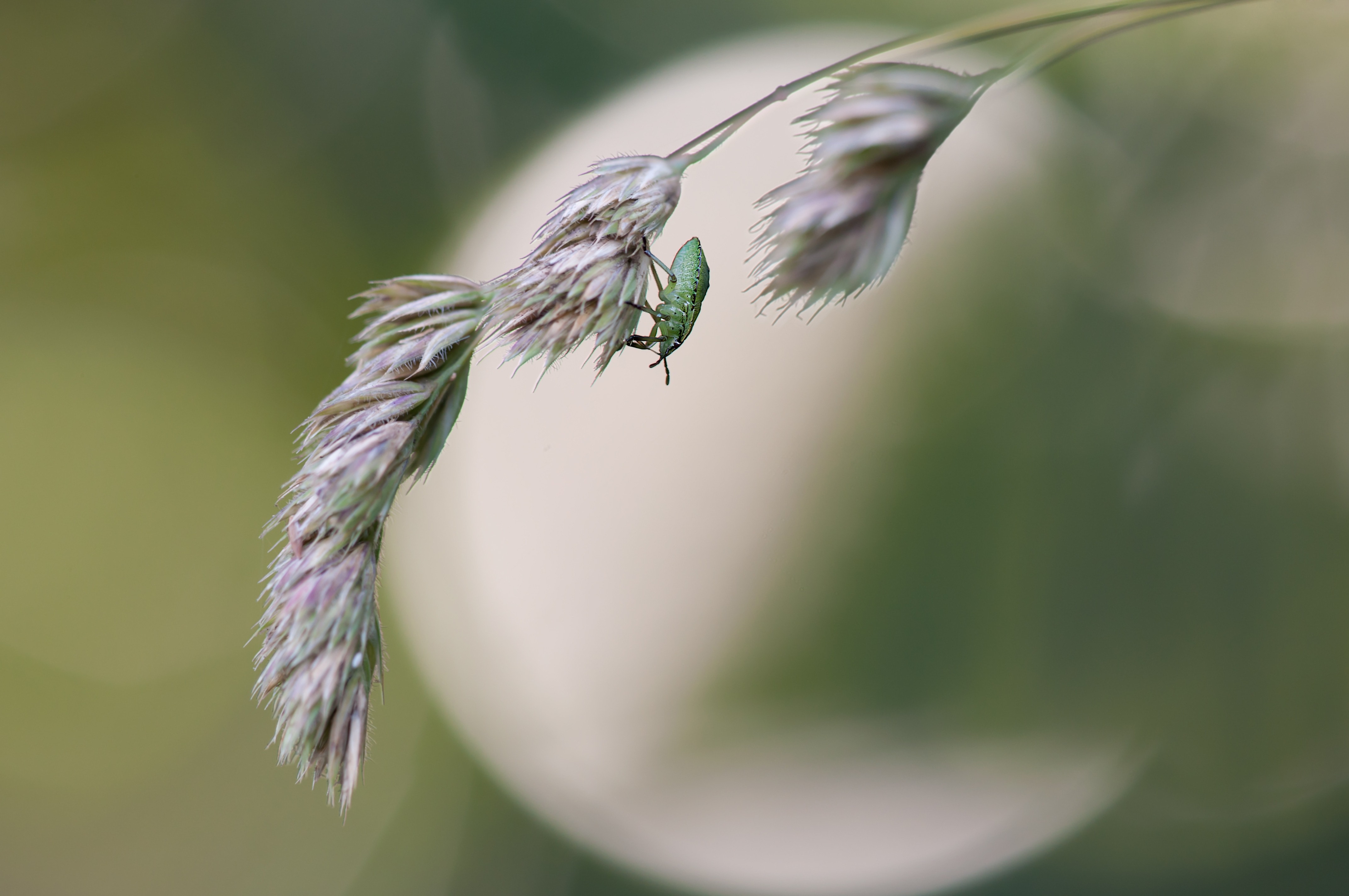 green weevil