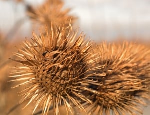 two dried flowers macro photography thumbnail