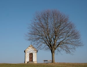 landscape photo of chapel near dead tree photography thumbnail