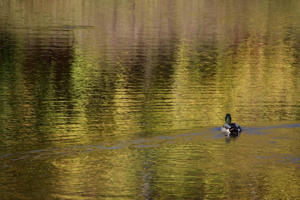 mallard duck on body of water preview