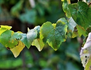 close up photo of green leaves thumbnail