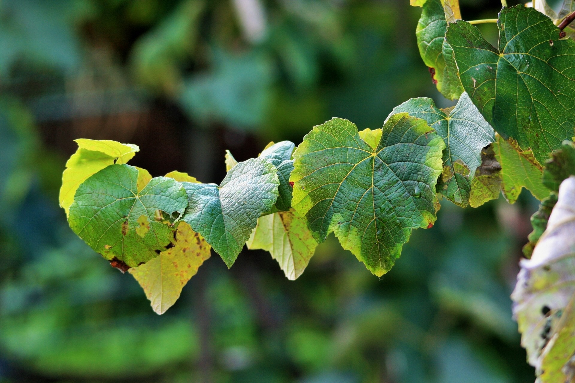 close up photo of green leaves