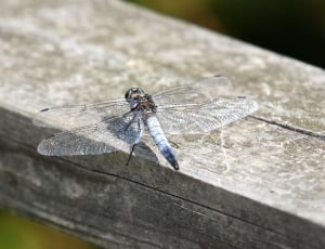 white and black dragonfly thumbnail