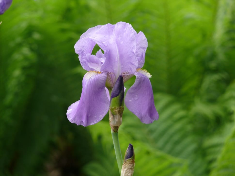 Flowers, Purple, Iris, Flower, Nature, flower, purple preview