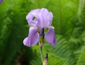 Flowers, Purple, Iris, Flower, Nature, flower, purple thumbnail