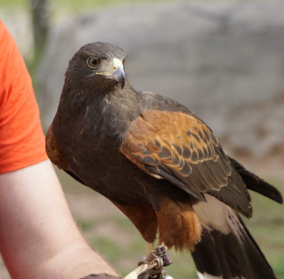 brown and orange hawk on brown wooden stick shallow focus photography preview