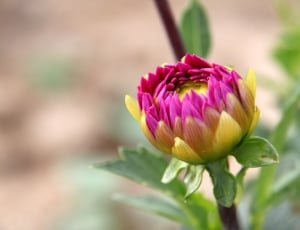 photography pink and yellow flower thumbnail