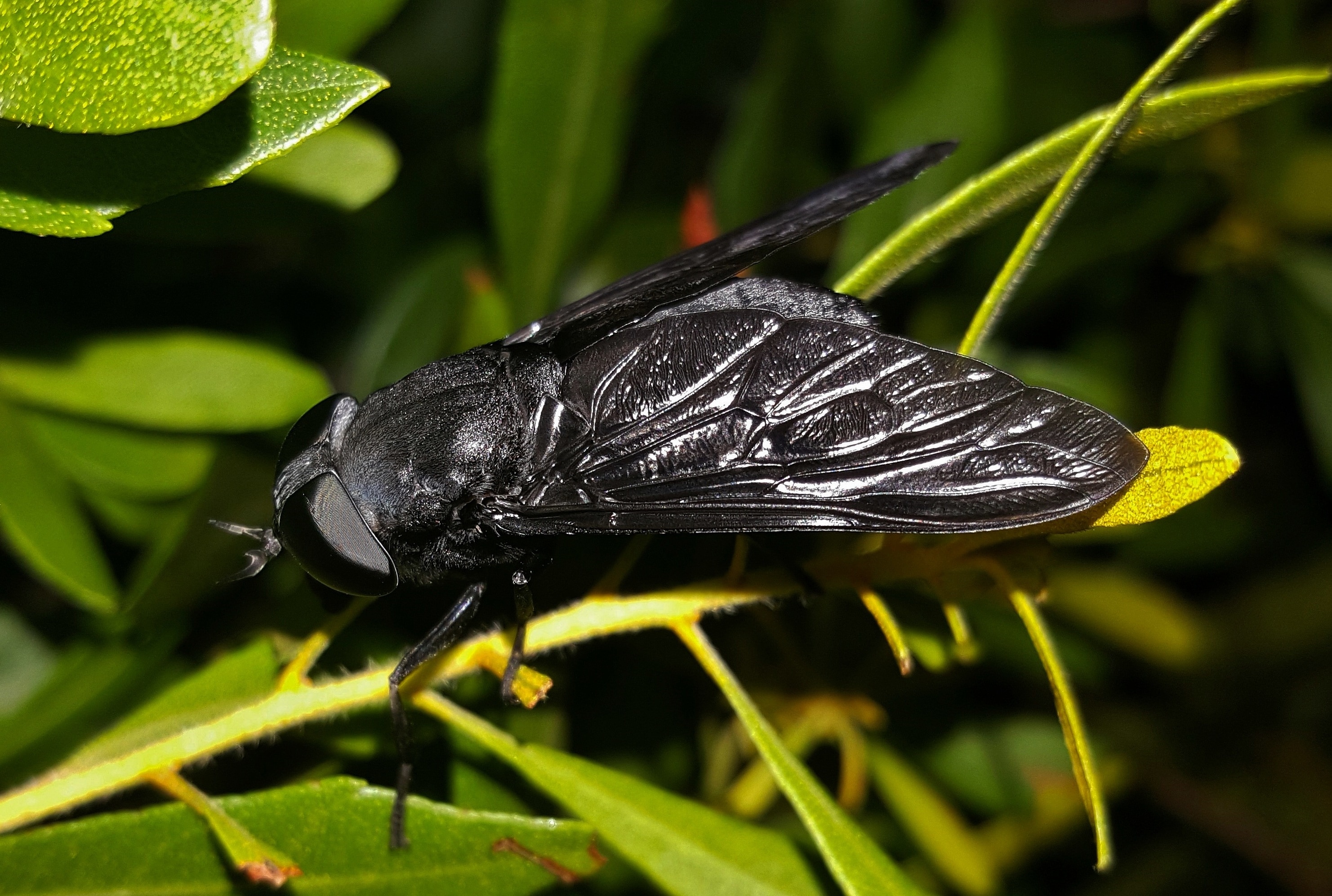 Черное насекомое. Слепень Tabanus chrysurus. Слепень златоглазка. Слепень полуденный Hybomitra bimaculata.