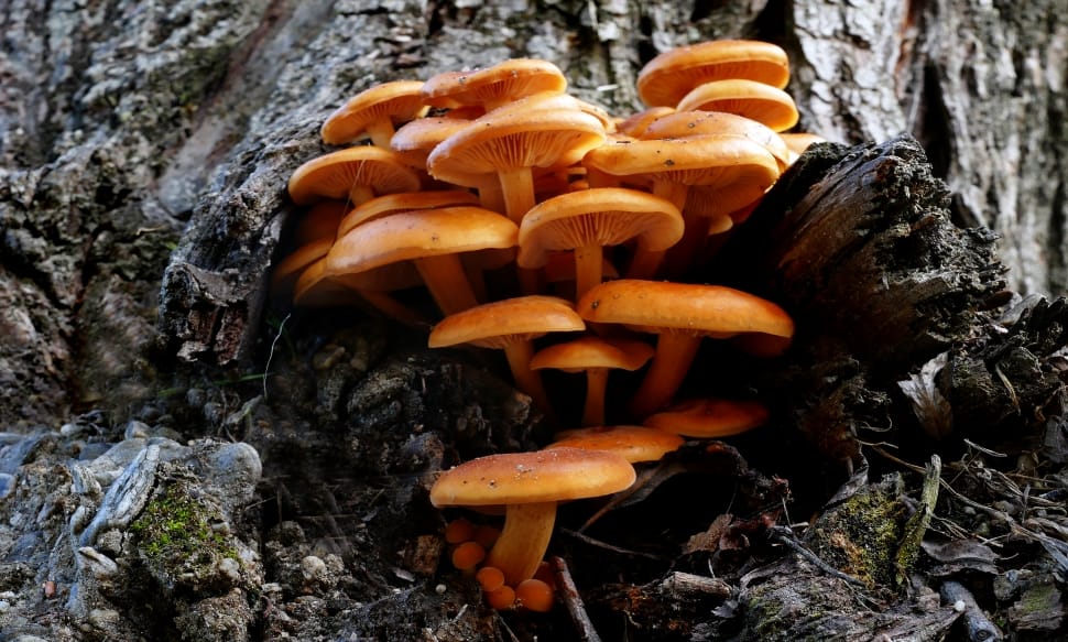 Sulphur tufts (hypholema fasciculare) preview