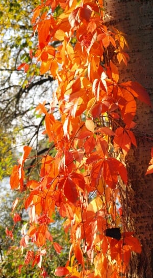 autumn tree thumbnail