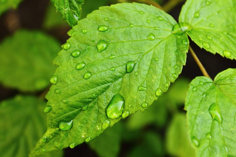 Drops Of Water, Raspberry Leaf, Green, leaf, green color preview