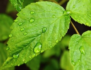 Drops Of Water, Raspberry Leaf, Green, leaf, green color thumbnail