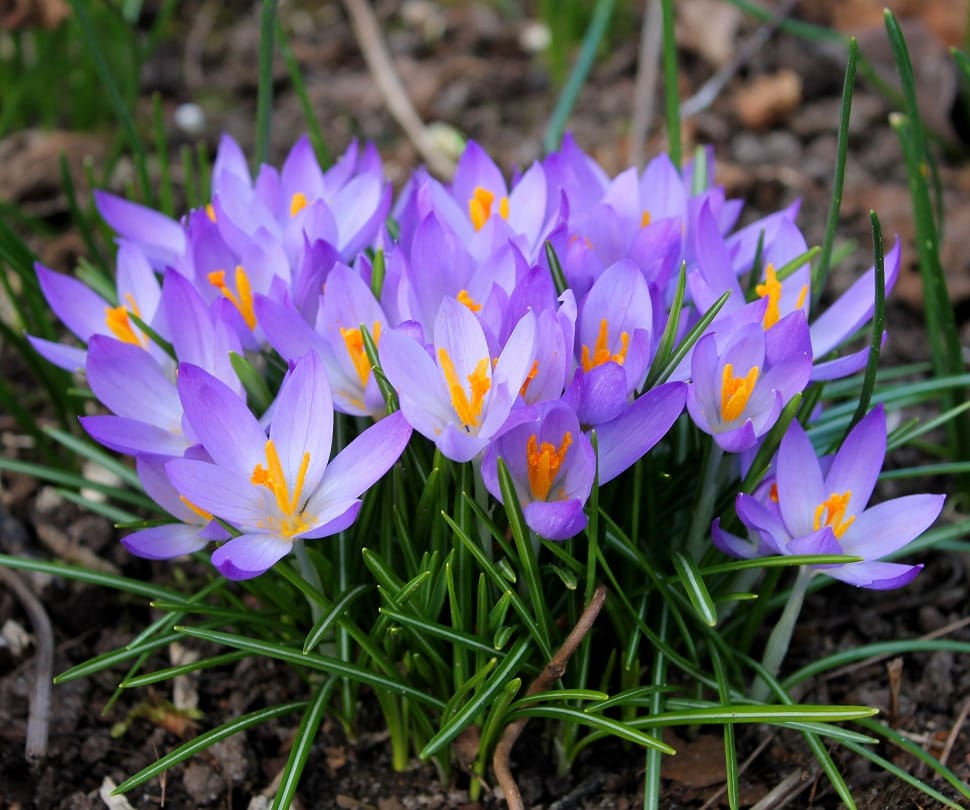 Crocuses, Easter, Spring, Flowers, flower, purple preview