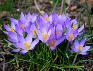 Crocuses, Easter, Spring, Flowers, flower, purple thumbnail