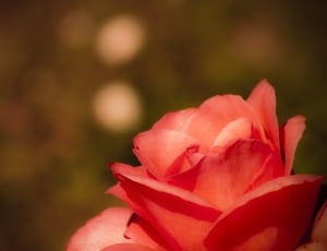 red and pink rose thumbnail