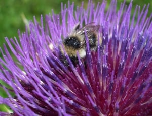 honey bee on purple clustered flower thumbnail
