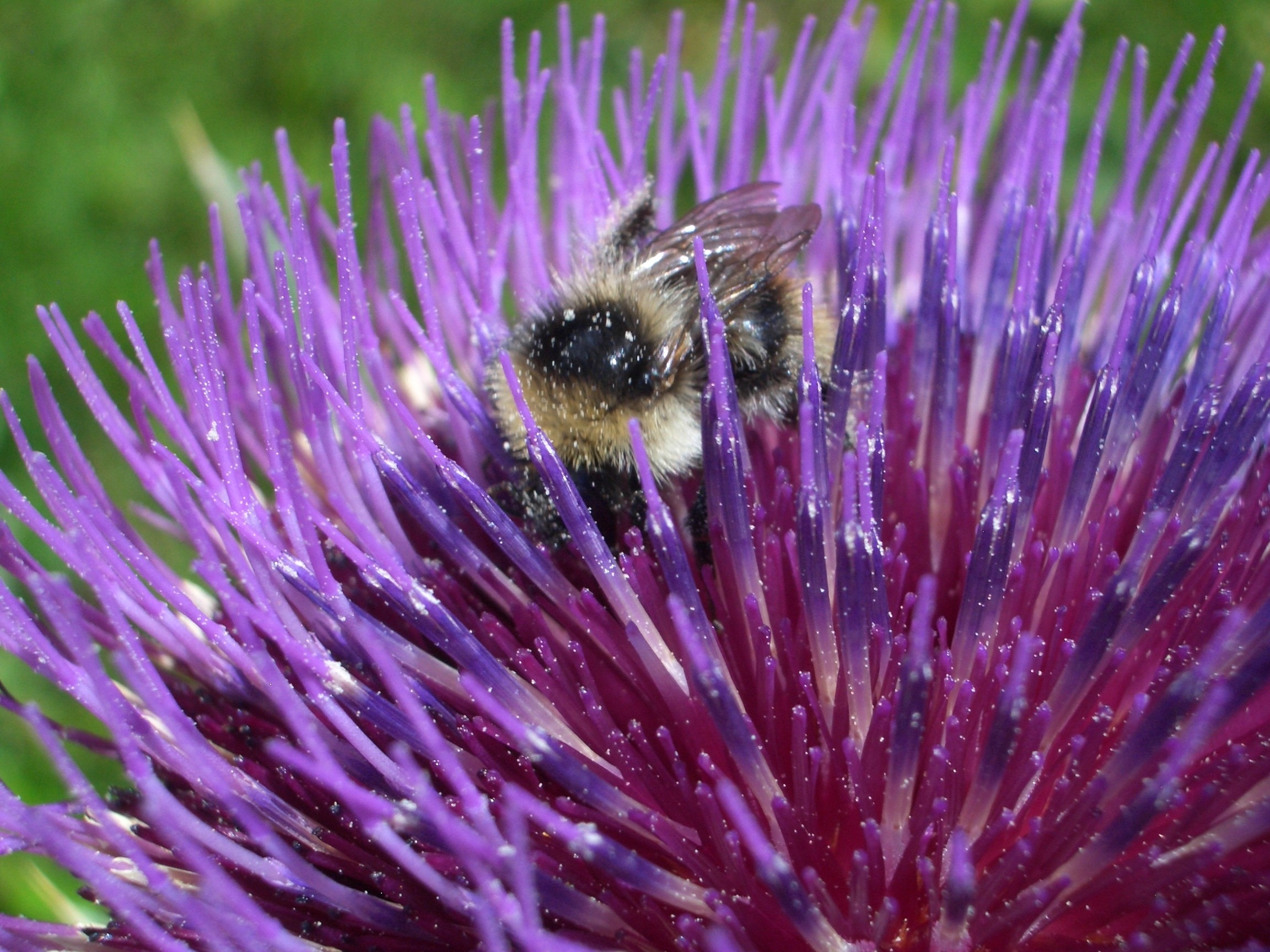 honey bee on purple clustered flower